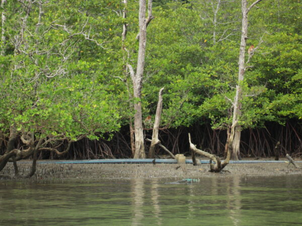 Kuching Wetlands